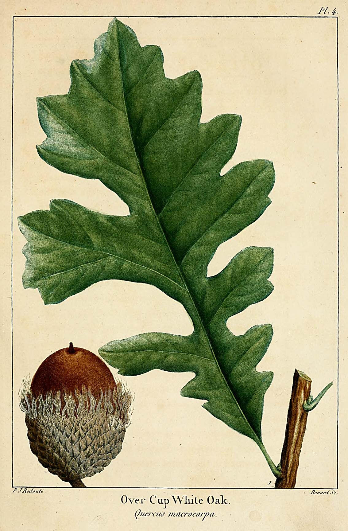 Quercus macrocarpa Michx