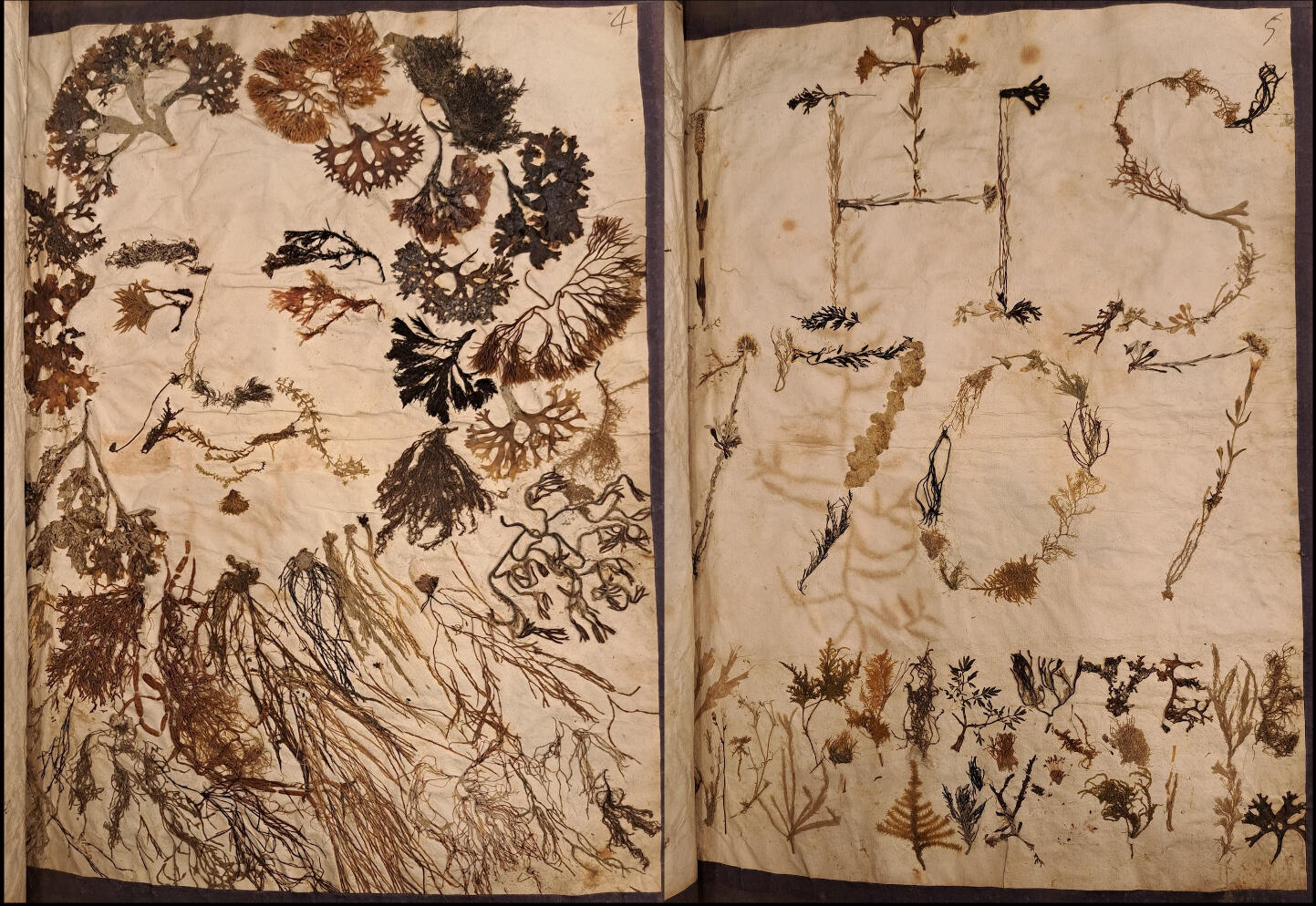 Slaone Herbarium