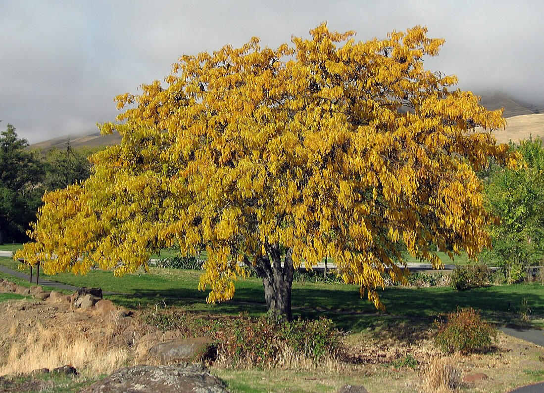 Gleditsia Brachycarpos Michx