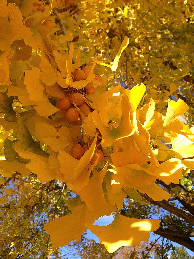 Ginkgo biloba