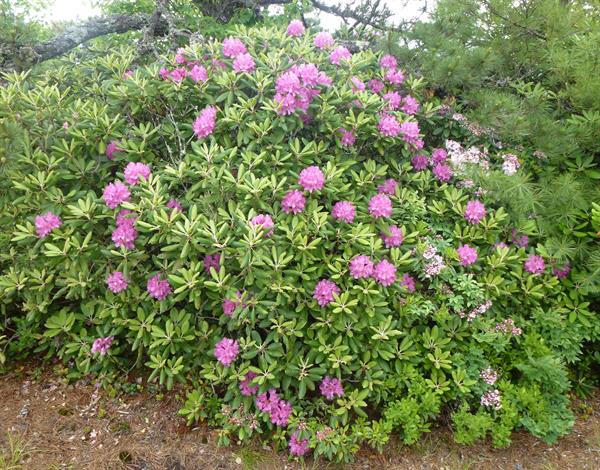 Rhododendron catawbiense