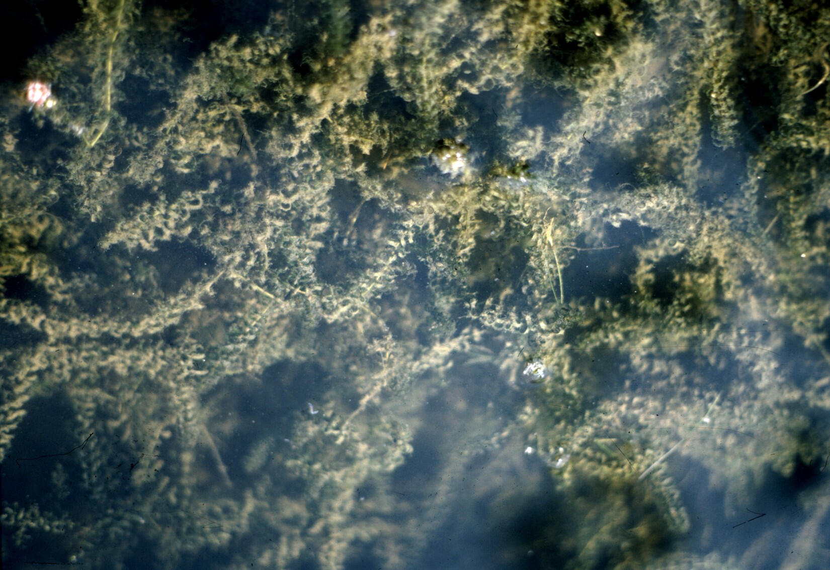 Elodea canadensis Michx