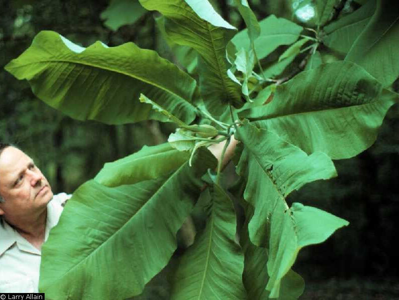 Magnolia macrophylla Michx