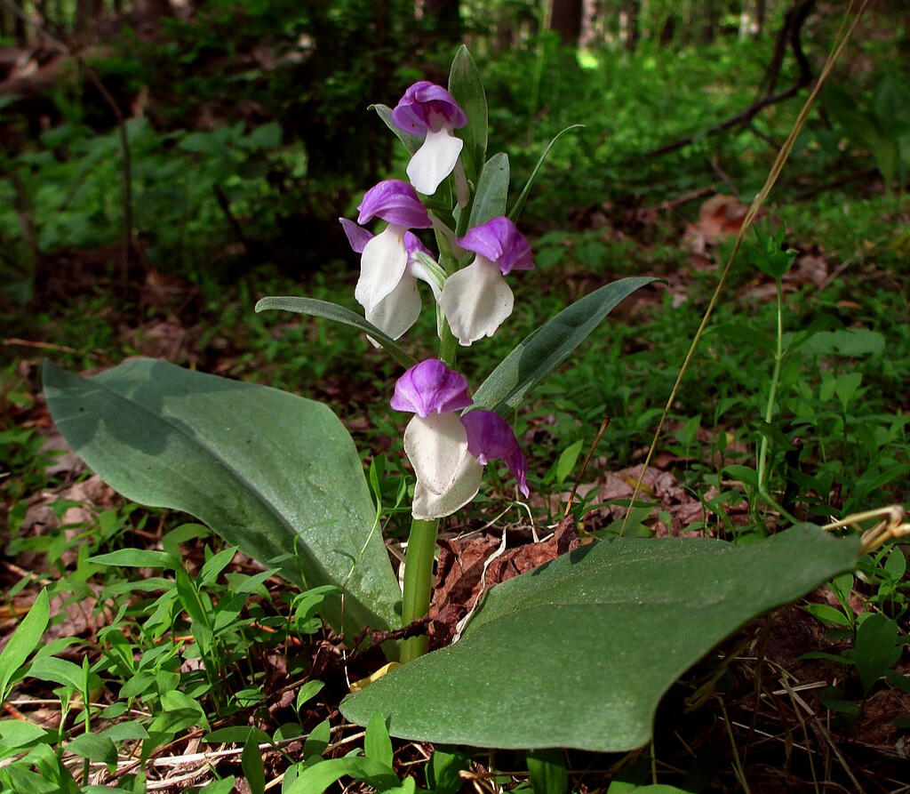 Galearis spectabilis