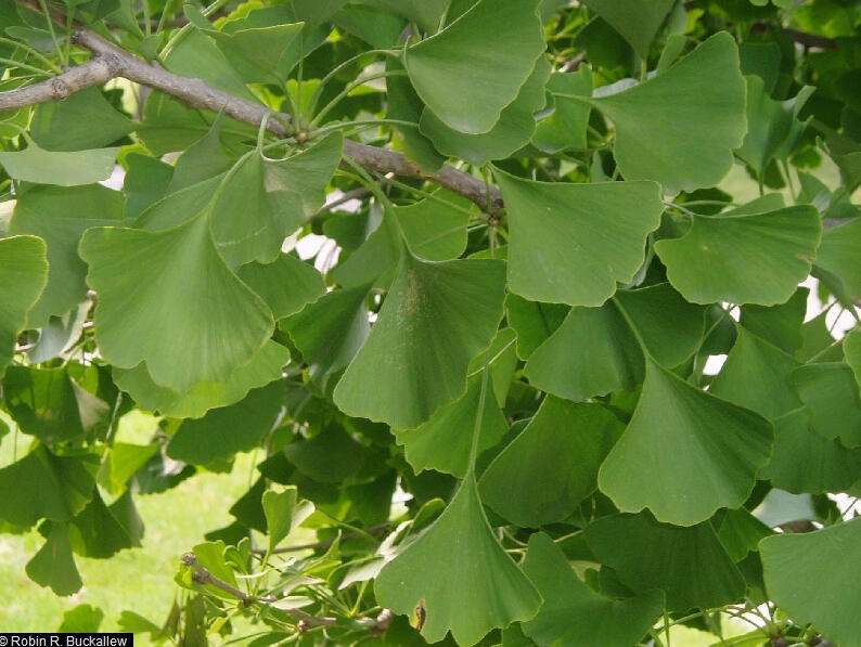 Ginkgo biloba L.