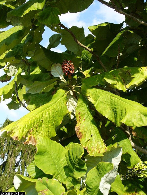 Magnolia macrophylla