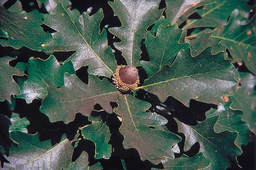 Quercus macrocarpa Michx