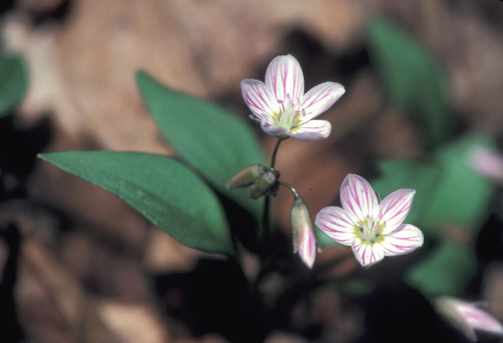 Claytonia caroliniana Michx (Spring beauty)