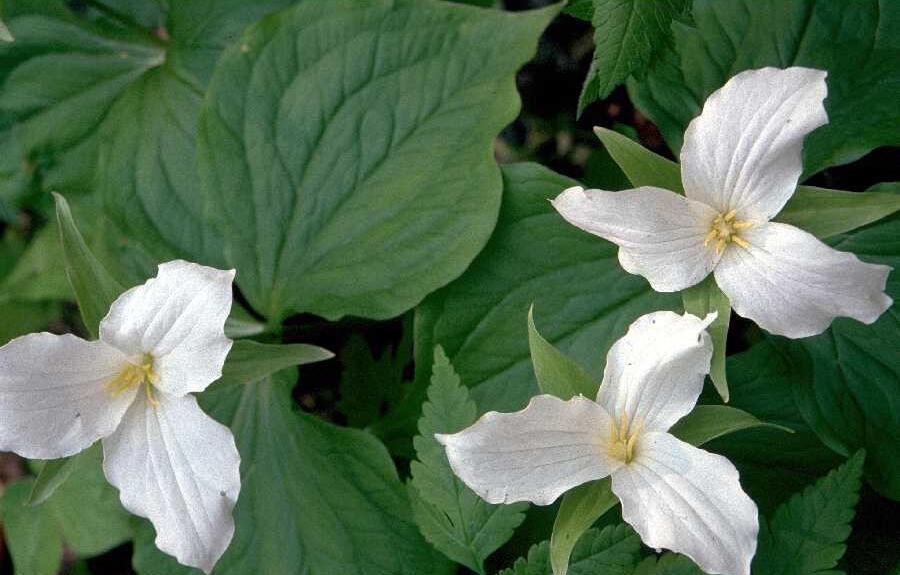 **Trillium grandiflorum** (*Trillium*)