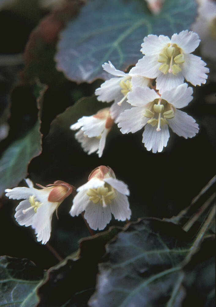 Shortia galacifolia (Oconee bells)