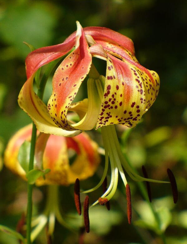 Lilium michauxii (Carolina Lily)