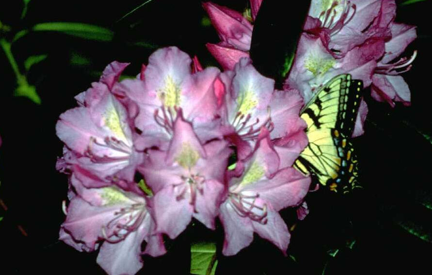 Rhododendron catawbiense (Purple laurel)