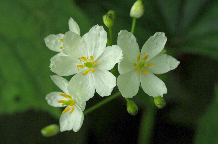 **Diphylleia cymosa Michx** (Umbrella-Leaf)